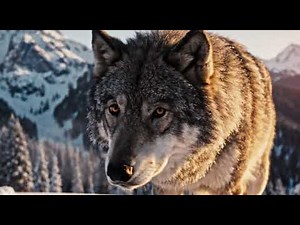 The Power of the Pack |