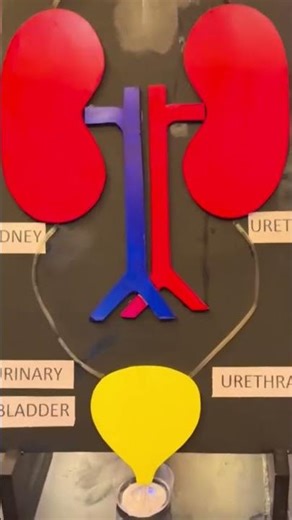 kidney function - science exhibition working model#experiements #scienceexperiment #kidneyfunction