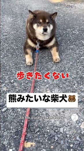 熊みたいに歩く柴犬が可愛すぎる💕 #柴犬 #犬 #いぬ #可愛い犬 #かわいい
