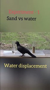 Water displacement experiment--1 by a crow