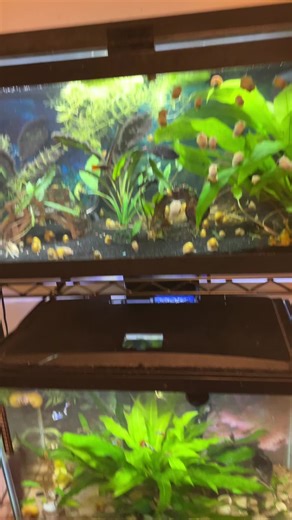 Aquariumaddict (@aquariumaddict97)’s videos with original sound - Aquariumaddict