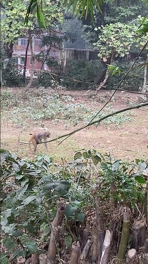 Funny baby monkeys playing on bamboo swing 🐒 | Monkey Curious Diaries