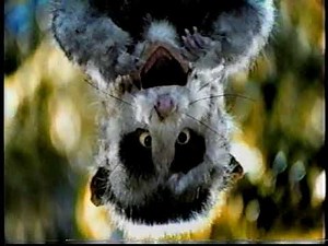 Hostess Twinkies Possum vs. Semi Commercial (2000)