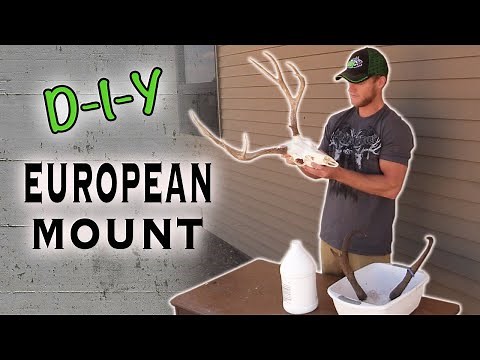 Skull Cleaning - Do-It-Yourself Big Game European Mount (How to)
