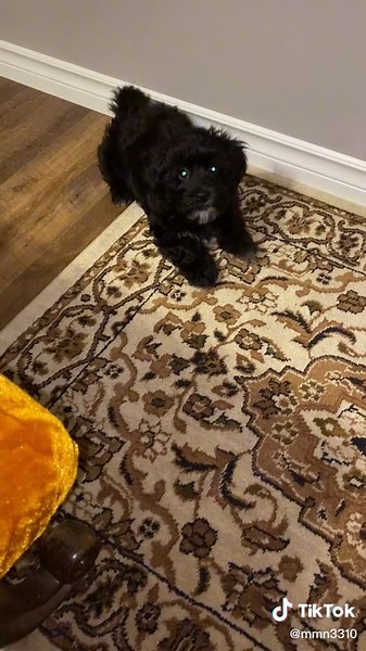 Learned to Bark: Playful Maltipoo Puppy Moments