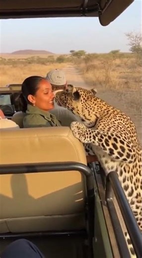 She Froze… When the Leopard Jumped In 😳🐆