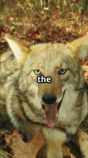 Wolf Pack vs. Cougar: Epic Mountain Showdown!