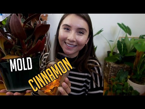 Getting Rid of White Mold in Houseplant Soil