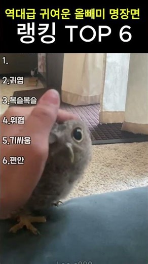 역대급 귀여운 올빼미 명장면 TOP6