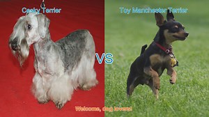 Cesky Terrier vs. Toy Manchester Terrier: A Comprehensive Comparison