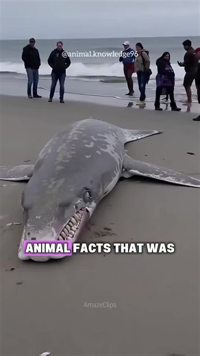 Secret Animal Facts #animalestiktok #animals #animalfacts #animallover #animalknowledge