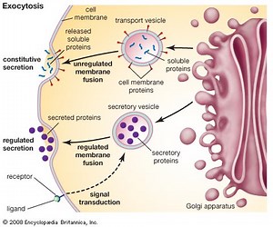 Pathway of a Polypeptide