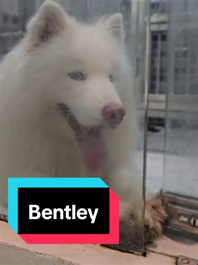 Husky Bentley's Fun After Stud Session