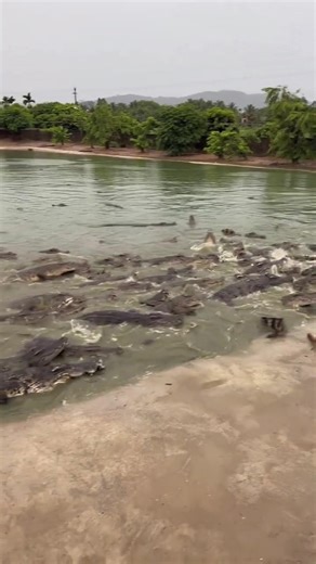 93_The bravest woman in the farm | Croc Farm