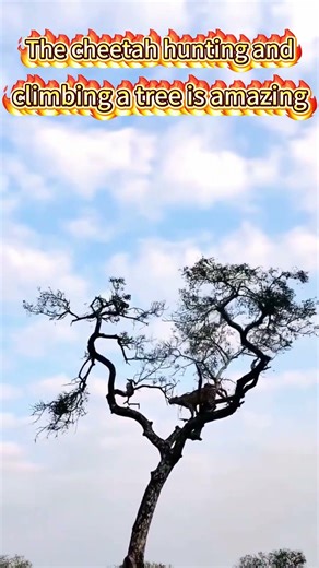 The cheetah hunting and climbing a tree is amazing #animals #animal