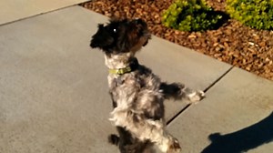 Excited Pup Will Do Anything For His Ball