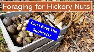 Foraging for Hickory Nuts – Can I Beat the Squirrels to the Harvest?
