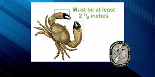 Stone crab claw harvest season opens October 15