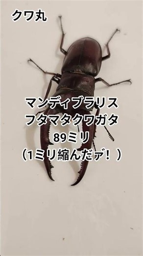 最近羽化したクワガタ紹介〜！！#クワガタ #ヒラタクワガタ #マンディブラリスフタマタクワガタ
