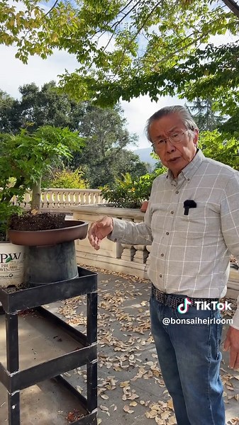 Growing a Beautiful Bonsai Tree in Just 2 Years!