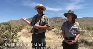 An 'evolutionary gamble' may be killing Joshua Tree's mother tortoises