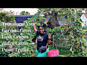 How to Grow Grapes on a Cattle Panel Trellis: Ultimate Guide to Gorgeous Thriving Grape Vines