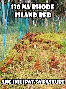 654K views · 9.7K reactions | 130 na Rhode Island Red ang Inilipat sa Pasture #theoffdutyaccountant #todafarm #freerangechickenfarming #pasturedchickens #fyp | The Off Duty Accountant | Facebook