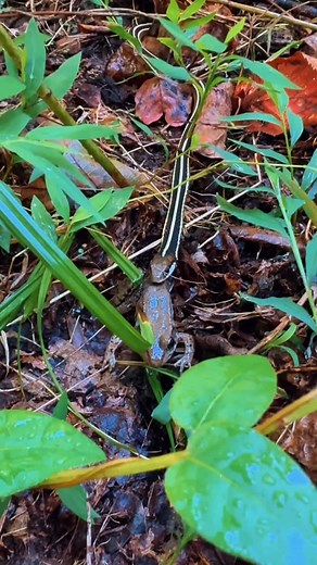 Michael Fordinal on Instagram: "A good rainstorm can get things moving around. I heard a frog chirruping nearby and found him captured by an Eastern Ribbon Snake. It’s rare you actually get to capture these types of moments in nature but when You do they are special. #EasternRibbonSnake #RibbonSnake #Snake #Frog #PredatorAndPrey #RainyHike #FieldHerping #Amphibians #ReptilesOfInstagram #SoutheastWildlife #Wildlife #NatureEducation #EverydayNaturalist #snakesofinstagram"