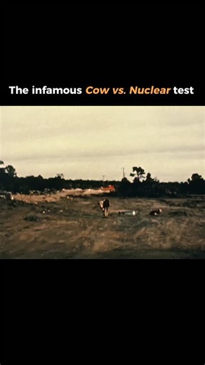 Star AI | Navigate the Stars of AI on Instagram: "When Physics Meets Reality: The Infamous Cow vs. Nuclear Test One of the most surreal and darkly educational moments in Cold War nuclear testing history involves a cow, an underground nuclear detonation, and a lesson in physics that's both horrifying and scientifically fascinating. Credit: @atomcentral 👉If you want more the freshest Tech/AI news and insights then please, follow for more!"