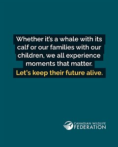 Some moments stay with us long after the year ends. A quiet glance in the wild. A sense of connection that reminds us why this work matters. As the year comes to a close, your gift conserves the wildlife and habitats that make these moments possible. Donate today and support conservation across Canada. | Canadian Wildlife Federation / Fédération canadienne de la faune