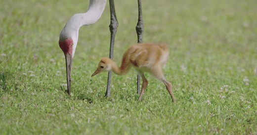 Nature: Sandhill cranes and their chicks
