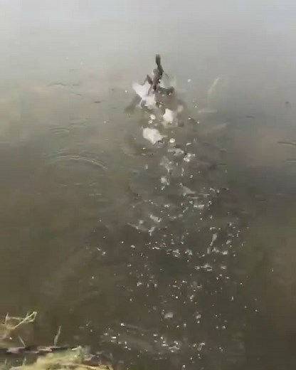 Amazing Jesus Lizard Walking on Water