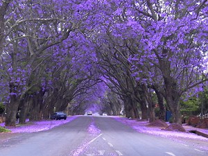 Mexico’s Jacarandá Tree – A Gift from a Japanese Immigrant