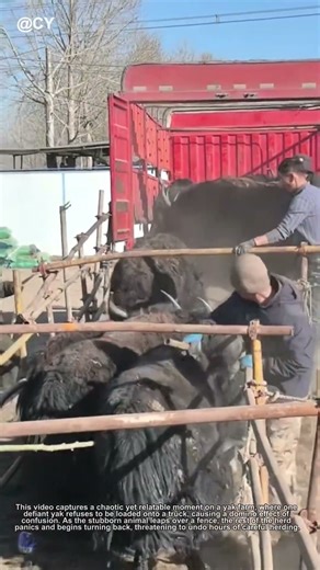 🐂 Stubborn Yak Chaos! Hilarious Ranch Escape & Smart Fix | Animal Handling Tips