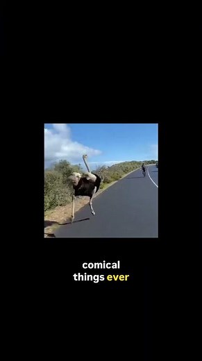 Why Ostriches Run 45 MPH (And What Runners Can Learn From It)