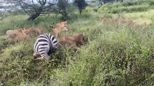 Viewer discretion advised....the lions suffocating a zebra to force it into submission.... | Safariman Expeditions