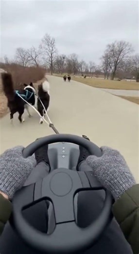 Dogs Pulling Cart Ride 🐕😂 | Funniest Dog POV Watch Them Zoom #dogs #funnydogs #cartride