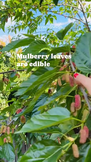 Mulberry leaves are edible. Young tender leaves chopped up add in salad, or cooked in soup and stirs-fries. Mulberry leaves offer lots of health benefits #homegrown #gardening #fblifestyle | Growwithnith
