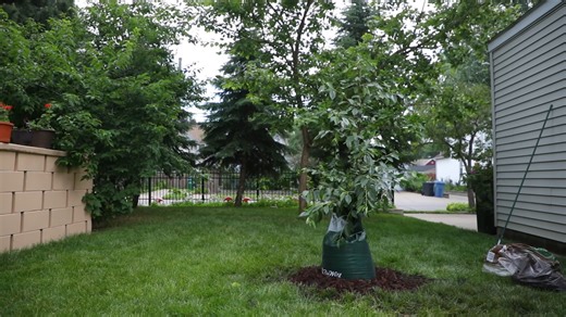 5.3K views · 120 reactions | INVASIVE SPECIES - Homeowner Best Management Practices -- Many homeowners may not realize that they can play an important role in helping wildlife and protecting our natural areas by making choices that help prevent the spread of invasive species. | Missouri Dept. of Conservation | Facebook