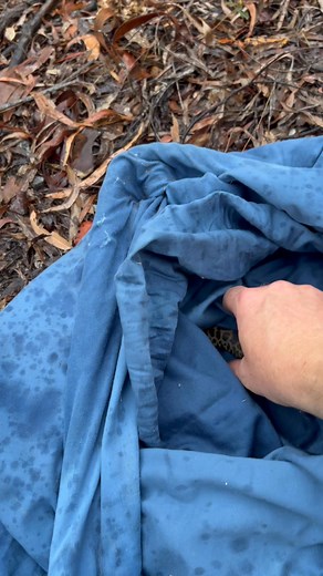 Nice little Spotted Python from Clinton  | Craig Cook - Licensed Snake Catcher | Facebook