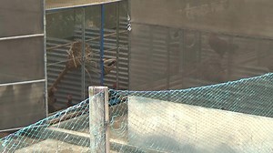 Large housing design for native chicken breeder stocks. #nativechicken #income #project #chicken | Philippine Native Chicken