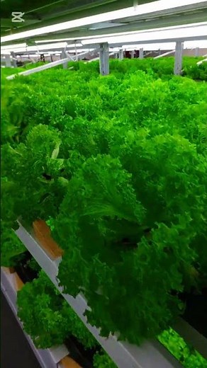 Indoor Lettuce Farming | Healthy & Sustainable Production #indoorplants #lettuce #hydroponicsfarming