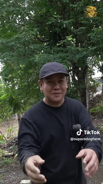 Backstory - Asmus at Diwata introduction sa Female Pack #asonggubat #forestdog #alabai #caucasianovcharka