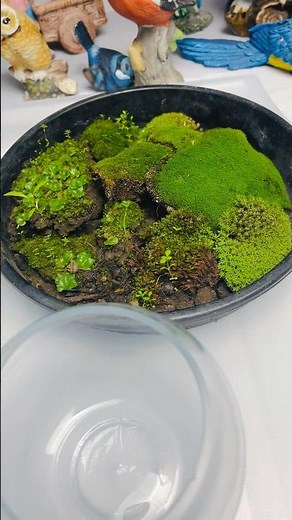 Thinking of a new terrarium idea 🌿: Moss, Rocks & a Glass Container Magic!