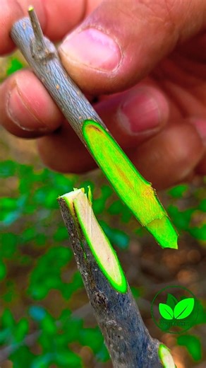 Olive plant grafting techniques | Fruit tree grafting in spring season #grafting #nature #bonsai