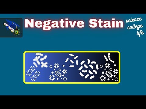 How to do Negative Staining | Microbiology Lab