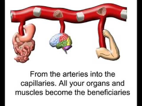 Circulatory System