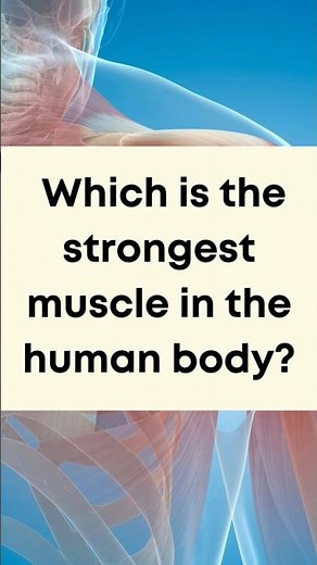 Which Is the Strongest Muscle in the Human Body? | Amazing Body Fact! | Human Body Facts | Science