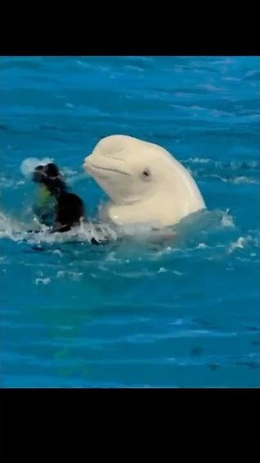 Two Whales, One Arctic Home: Beluga vs Narwhal