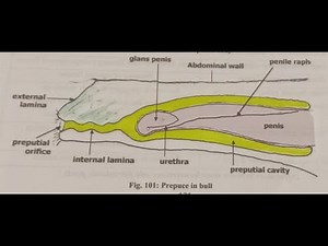 Anatomy of Penis and prepuce in the Domestic Animals
